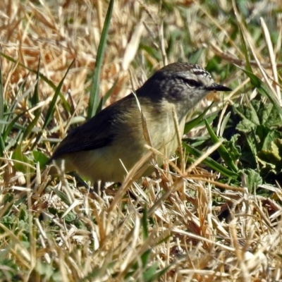 Acanthiza chrysorrhoa (Yellow-rumped Thornbill) at Fyshwick, ACT - 17 Aug 2018 by RodDeb