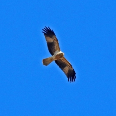 Haliastur sphenurus (Whistling Kite) at Fyshwick, ACT - 17 Aug 2018 by RodDeb