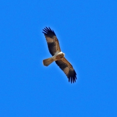 Haliastur sphenurus (Whistling Kite) at Jerrabomberra Wetlands - 17 Aug 2018 by RodDeb