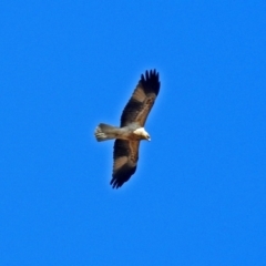 Haliastur sphenurus at Fyshwick, ACT - 17 Aug 2018