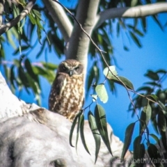 Ninox boobook (Southern Boobook) at Corunna, NSW - 17 Aug 2018 by WildernessPhotographer