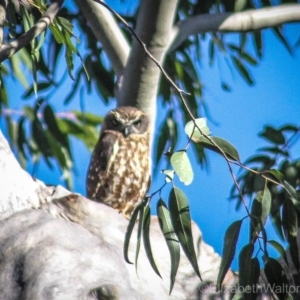 Ninox boobook at Corunna, NSW - 17 Aug 2018