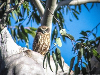 Ninox boobook (Southern Boobook) at Corunna, NSW - 17 Aug 2018 by LocalFlowers