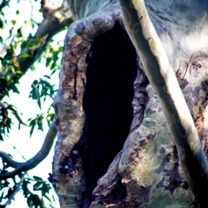 Native tree with hollow(s) at Corunna, NSW - 17 Aug 2018