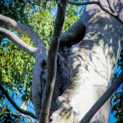 Native tree with hollow(s) at Corunna, NSW - 17 Aug 2018