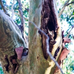 Native tree with hollow(s) at Corunna, NSW - 17 Aug 2018 02:20 PM