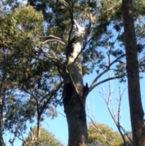 Native tree with hollow(s) at Corunna, NSW - 17 Aug 2018