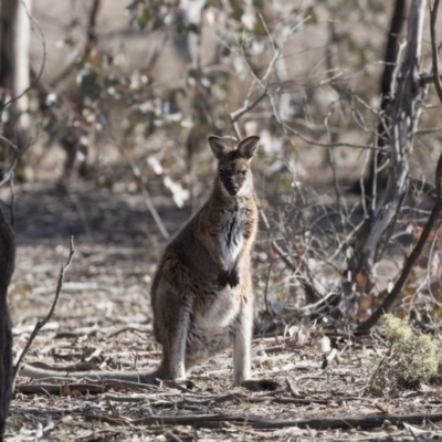 Notamacropus rufogriseus (Red-necked Wallaby) at Mulligans Flat - 17 Aug 2018 by Alison Milton