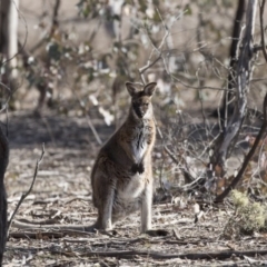 Notamacropus rufogriseus (Red-necked Wallaby) at Forde, ACT - 17 Aug 2018 by Alison Milton