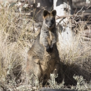 Wallabia bicolor at Forde, ACT - 17 Aug 2018