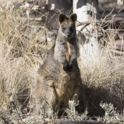 Wallabia bicolor (Swamp Wallaby) at Forde, ACT - 17 Aug 2018 by Alison Milton