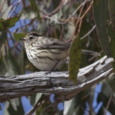 Pyrrholaemus sagittatus (Speckled Warbler) at Gungahlin, ACT - 17 Aug 2018 by Alison Milton