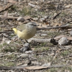 Acanthiza chrysorrhoa (Yellow-rumped Thornbill) at Gungahlin, ACT - 17 Aug 2018 by AlisonMilton