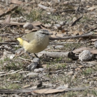 Acanthiza chrysorrhoa (Yellow-rumped Thornbill) at Gungahlin, ACT - 17 Aug 2018 by AlisonMilton