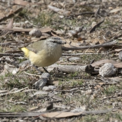 Acanthiza chrysorrhoa (Yellow-rumped Thornbill) at Mulligans Flat - 17 Aug 2018 by Alison Milton