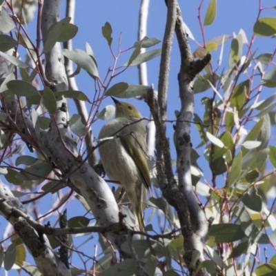 Ptilotula penicillata (White-plumed Honeyeater) at Gungahlin, ACT - 17 Aug 2018 by AlisonMilton