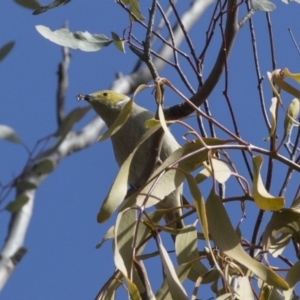 Ptilotula penicillata at Gungahlin, ACT - 17 Aug 2018