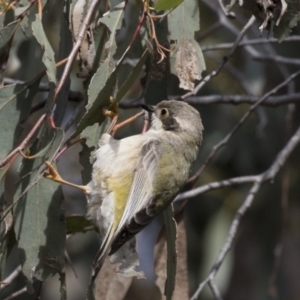 Melithreptus brevirostris at Gungahlin, ACT - 17 Aug 2018