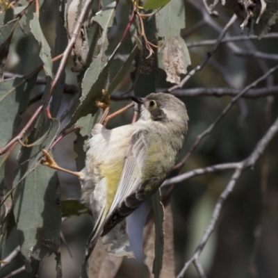 Melithreptus brevirostris (Brown-headed Honeyeater) at Gungahlin, ACT - 17 Aug 2018 by Alison Milton