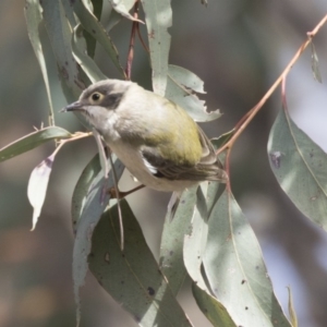 Melithreptus brevirostris at Gungahlin, ACT - 17 Aug 2018