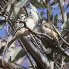 Melithreptus brevirostris at Gungahlin, ACT - 17 Aug 2018