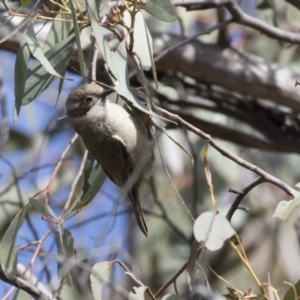 Melithreptus brevirostris at Gungahlin, ACT - 17 Aug 2018