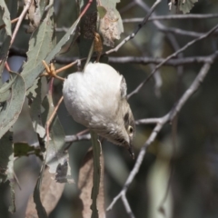 Melithreptus brevirostris at Gungahlin, ACT - 17 Aug 2018