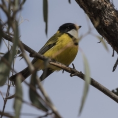 Pachycephala pectoralis (Golden Whistler) at Gungahlin, ACT - 17 Aug 2018 by Alison Milton