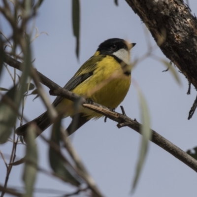 Pachycephala pectoralis (Golden Whistler) at Mulligans Flat - 17 Aug 2018 by Alison Milton