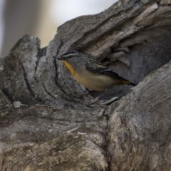 Pardalotus punctatus (Spotted Pardalote) at Gungahlin, ACT - 17 Aug 2018 by AlisonMilton