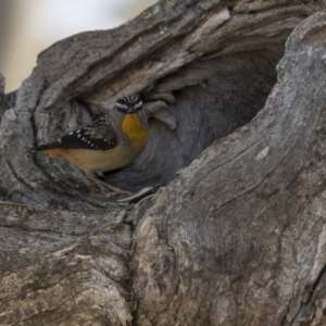 Pardalotus punctatus at Gungahlin, ACT - 17 Aug 2018 12:04 PM