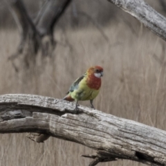 Platycercus eximius (Eastern Rosella) at Gungahlin, ACT - 17 Aug 2018 by AlisonMilton