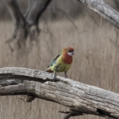 Platycercus eximius (Eastern Rosella) at Mulligans Flat - 17 Aug 2018 by Alison Milton