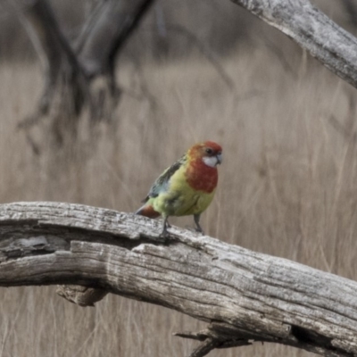 Platycercus eximius (Eastern Rosella) at Gungahlin, ACT - 17 Aug 2018 by AlisonMilton