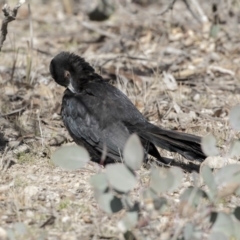 Corcorax melanorhamphos (White-winged Chough) at Gungahlin, ACT - 17 Aug 2018 by AlisonMilton