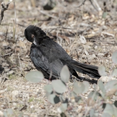 Corcorax melanorhamphos (White-winged Chough) at Mulligans Flat - 17 Aug 2018 by Alison Milton