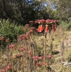 Bryophyllum delagoense (Mother-of-millions) at Red Head Villages Bushcare - 18 Aug 2018 by Joey8