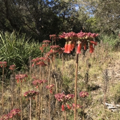 Bryophyllum delagoense (Mother-of-millions) at Red Head Villages Bushcare - 18 Aug 2018 by Joey8