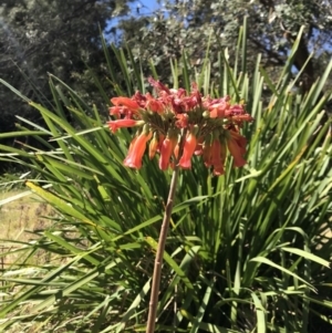 Bryophyllum delagoense at Red Head Villages Bushcare - 18 Aug 2018 12:37 PM