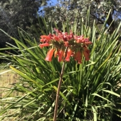 Bryophyllum delagoense at Red Head Villages Bushcare - 18 Aug 2018