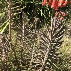 Bryophyllum delagoense at Red Head Villages Bushcare - 18 Aug 2018