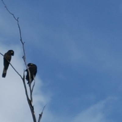 Zanda funerea (Yellow-tailed Black-Cockatoo) at O'Malley, ACT - 18 Aug 2018 by Mike