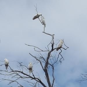 Cacatua galerita at O'Malley, ACT - 18 Aug 2018