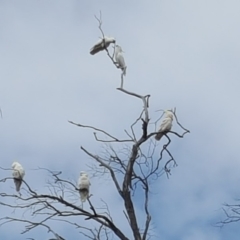 Cacatua galerita (Sulphur-crested Cockatoo) at O'Malley, ACT - 18 Aug 2018 by Mike