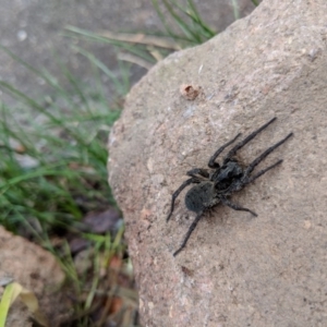 Lycosidae (family) at Hackett, ACT - 18 Aug 2018