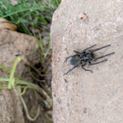 Lycosidae (family) at Hackett, ACT - 18 Aug 2018