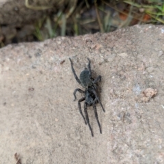 Lycosidae (family) at Hackett, ACT - 18 Aug 2018