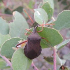 Amorbus sp. (genus) (Eucalyptus Tip bug) at Point Hut to Tharwa - 7 Jan 2015 by michaelb