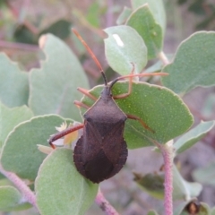 Amorbus sp. (genus) (Eucalyptus Tip bug) at Paddys River, ACT - 7 Jan 2015 by michaelb