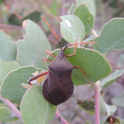 Amorbus sp. (genus) (Eucalyptus Tip bug) at Point Hut to Tharwa - 7 Jan 2015 by michaelb